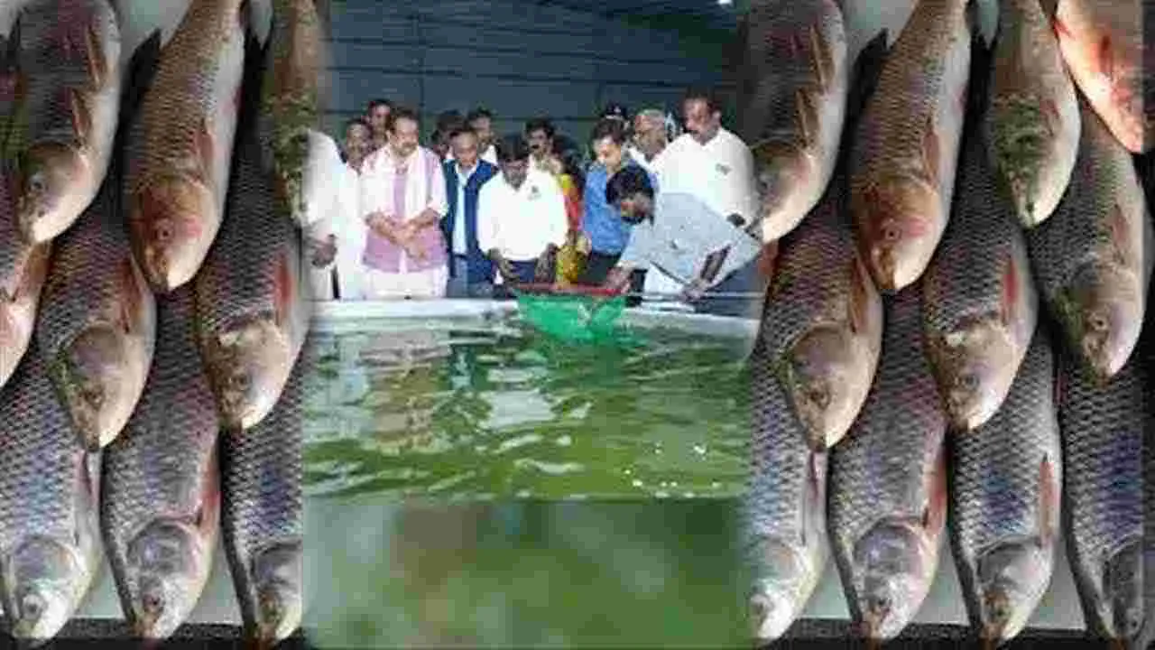 Telangana Fish Farming: హైదరాబాద్‌లో రెయిన్‌బో జెల్ల చేపల ఉత్పత్తి కేంద్రం