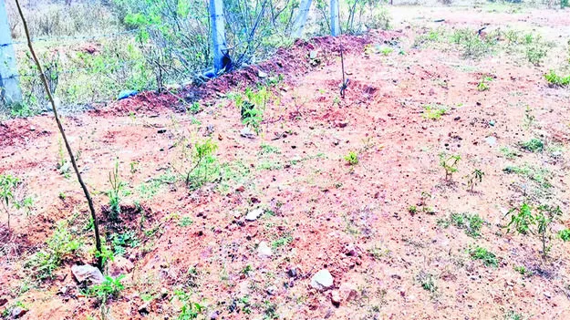 PLANTS: మొక్కలు ఎండుతున్నాయి