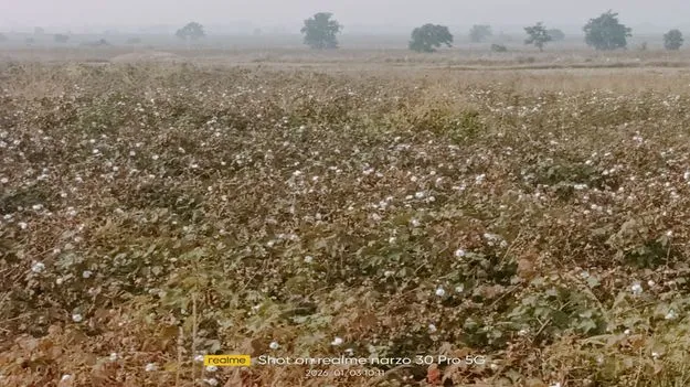 kumaram bheem asifabad-దిగుబడి సగమాయె.. మద్దతు ధరా రాకపాయె..