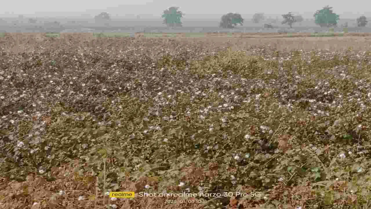 kumaram bheem asifabad-దిగుబడి సగమాయె.. మద్దతు ధరా రాకపాయె..