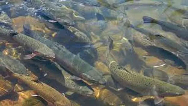 Rainbow Trout: రూ.50 కోట్లతో రెయిన్‌బో ట్రౌట్‌ చేపల కేంద్రం