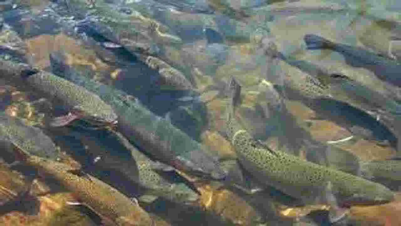 Rainbow Trout: రూ.50 కోట్లతో రెయిన్‌బో ట్రౌట్‌ చేపల కేంద్రం