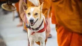 Peacedog Aloka: అమెరికా యాత్రకు భారత్ నుంచి వీధి కుక్క.. అసలు ఏం జరుగుతోందంటే.. 