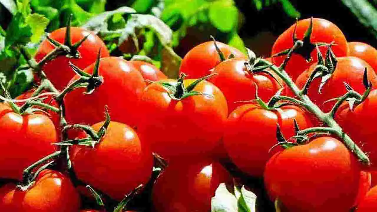 Tomato Prices Soar: అన్నదాతలకు గుడ్ డేస్.. లాభాల పంట పండిస్తున్న టమోటా