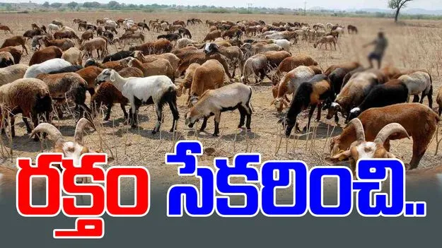 Animal Blood Rackets: మటన్ షాపులో దారుణం.. మూగ జీవాల రక్తం సేకరించి..