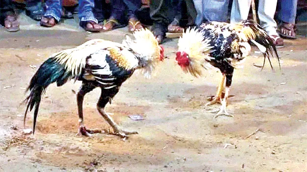 compitative cock పందెంకో‘ఢీ’