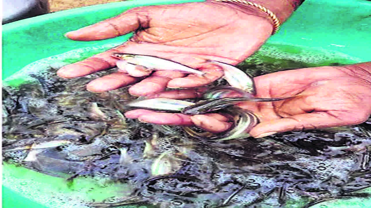 peddapally :  చేప.. చేప.. పెరిగేదెప్పుడు?