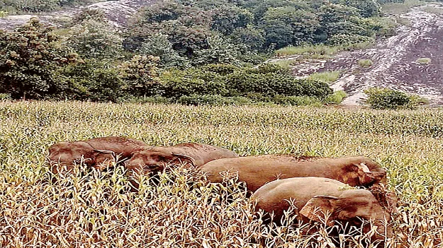 Elephant Movement ఏనుగుల హల్‌చల్‌ 