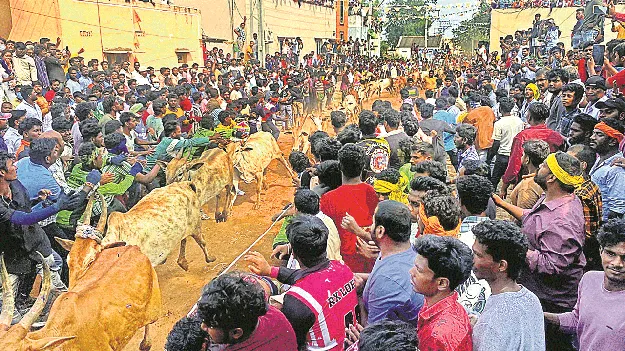చిన్నరామాపురంలో జల్లికట్టు