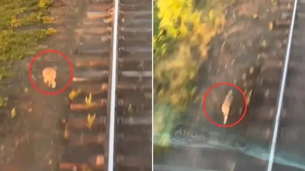 Rabbit race viral video: ఈ సారి కుందేలు తప్పక గెలుస్తుంది.. రైలు ముందు ఎలా పరిగెడుతోందో చూడండి.. 