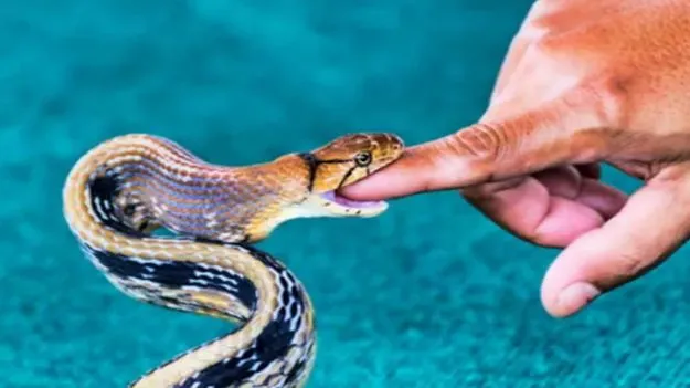 Chinese man snake bite: పాపం.. పెంపుడు పాము ఎంత పని చేసింది.. ఆహారం నోట్లో పెడితే..