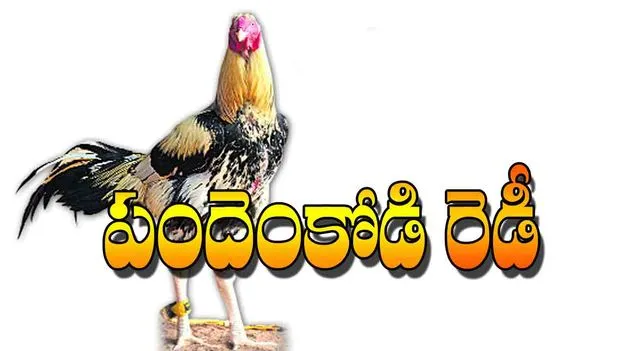 Cockfight Craze In Godavari Districts: పందెంకోడి రెడీ