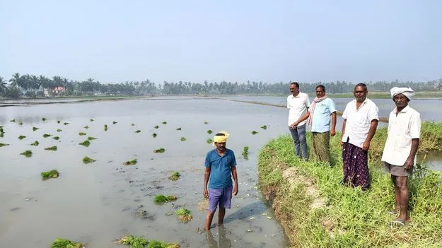 వరికి మురుగు ముప్పు