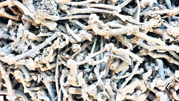 ఆశాజనకంగా పిప్పళ్ల ధరలు! 