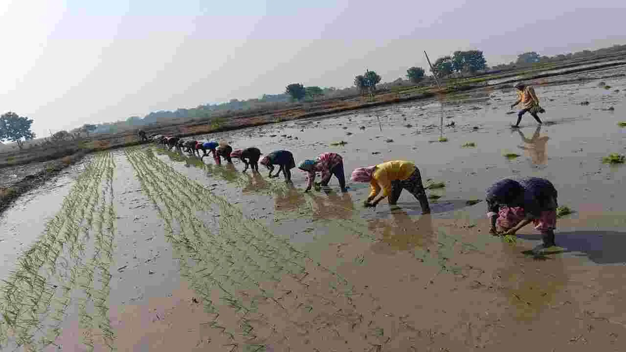 kumaram bheem asifabad- యాసంగి సాగు జోరు