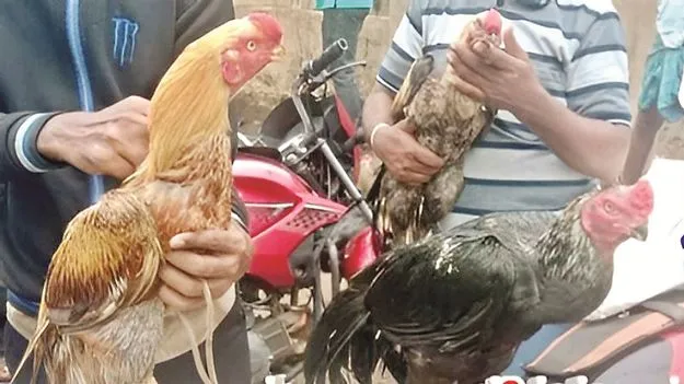 నాటు కోళ్లకు భలే గిరాకీ