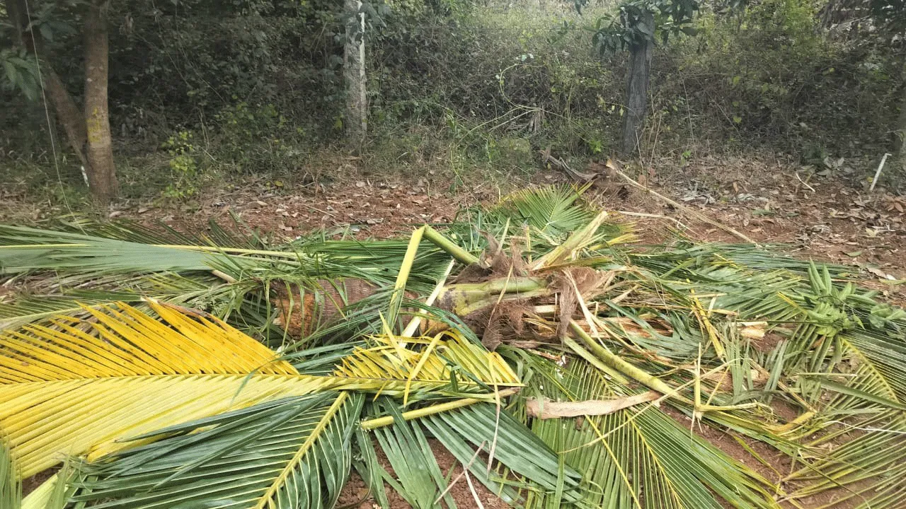 గుడిపాలపైపడ్డ 15 ఏనుగుల మంద