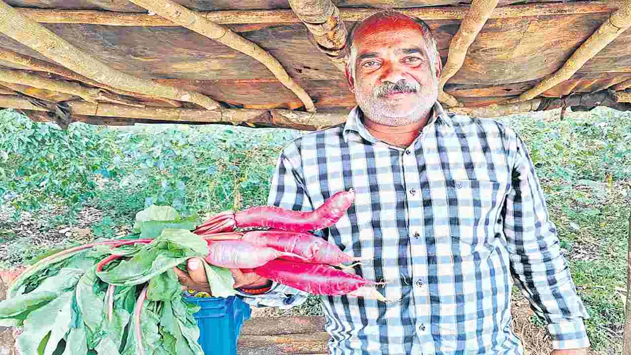 రాజుపాకలులో ఎరుపు ముల్లంగి సాగు