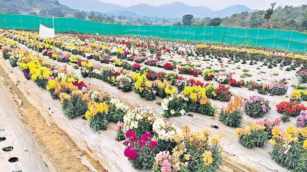 లంబసింగిలో అందాల పూదోట