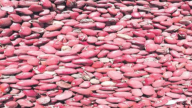 రాజ్‌మా రైతు ఖుషీ