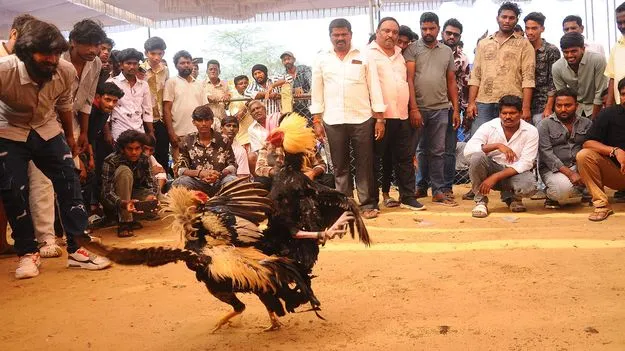 కోళ్లు.. కోట్లు