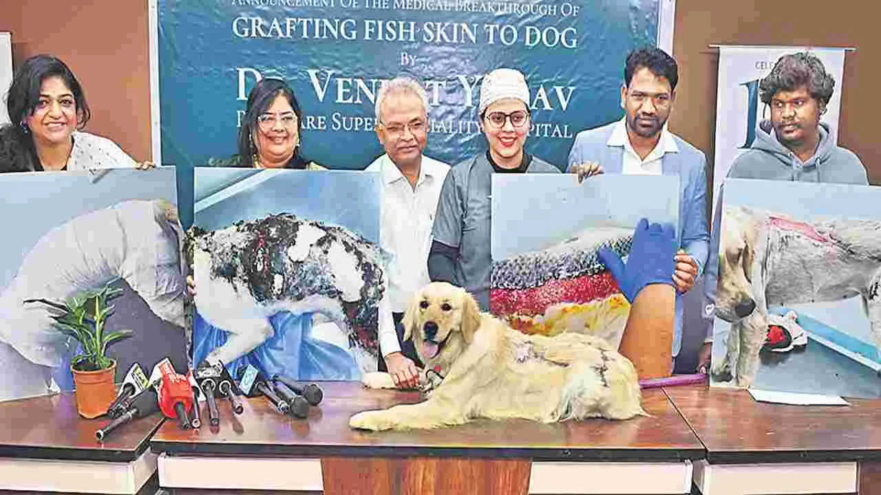 Fish Skin Used to Heal Pet Dog Injury: పెంపుడు కుక్క గాయానికి చేపచర్మం!