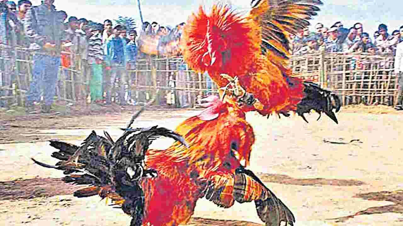 Deceptive Tactics in Cockfights: బరిలో మోసగాళ్లు