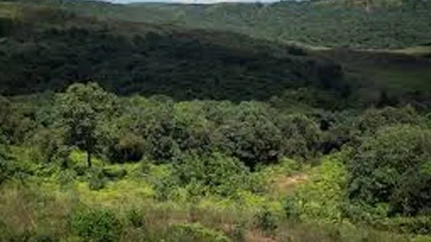  Private Participation in Forest Development: అటవీ భూముల్లో ప్రైవేట్‌ వనాలు  