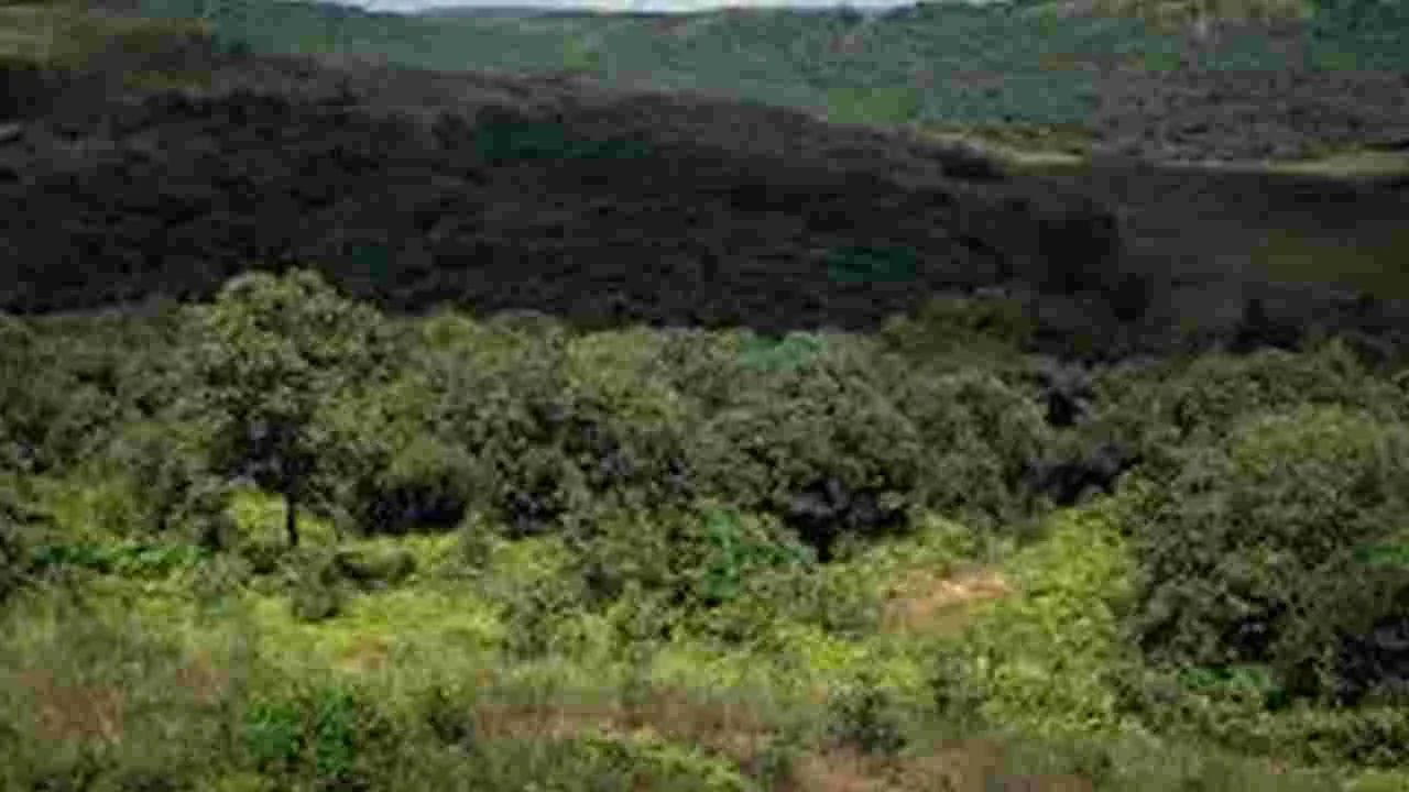 Private Participation in Forest Development: అటవీ భూముల్లో ప్రైవేట్‌ వనాలు