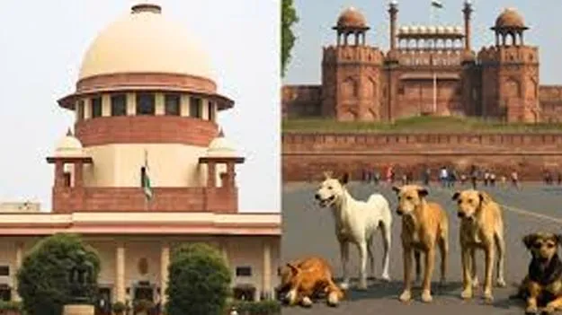 Supreme Court: కుక్కలకు కౌన్సెలింగ్‌ చేయడమే మిగిలింది!