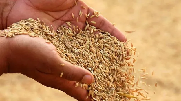 Kharif Grain: సంక్రాంతి దాకా ఖరీఫ్‌ ధాన్యం కొనుగోళ్లు!