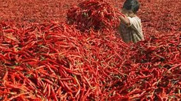 Chili Prices May Rise: ఈ ఏడాది మిర్చి రైతుకు పండగే!