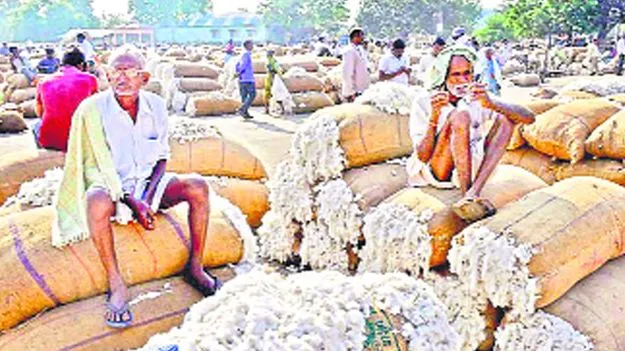 Cotton Purchases: దూకుడు పెంచిన సీఐడీ
