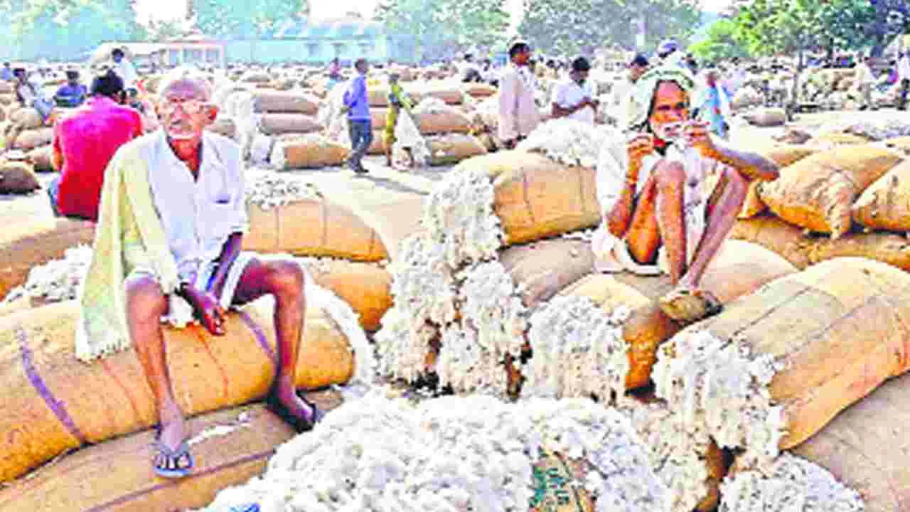 Cotton Purchases: దూకుడు పెంచిన సీఐడీ