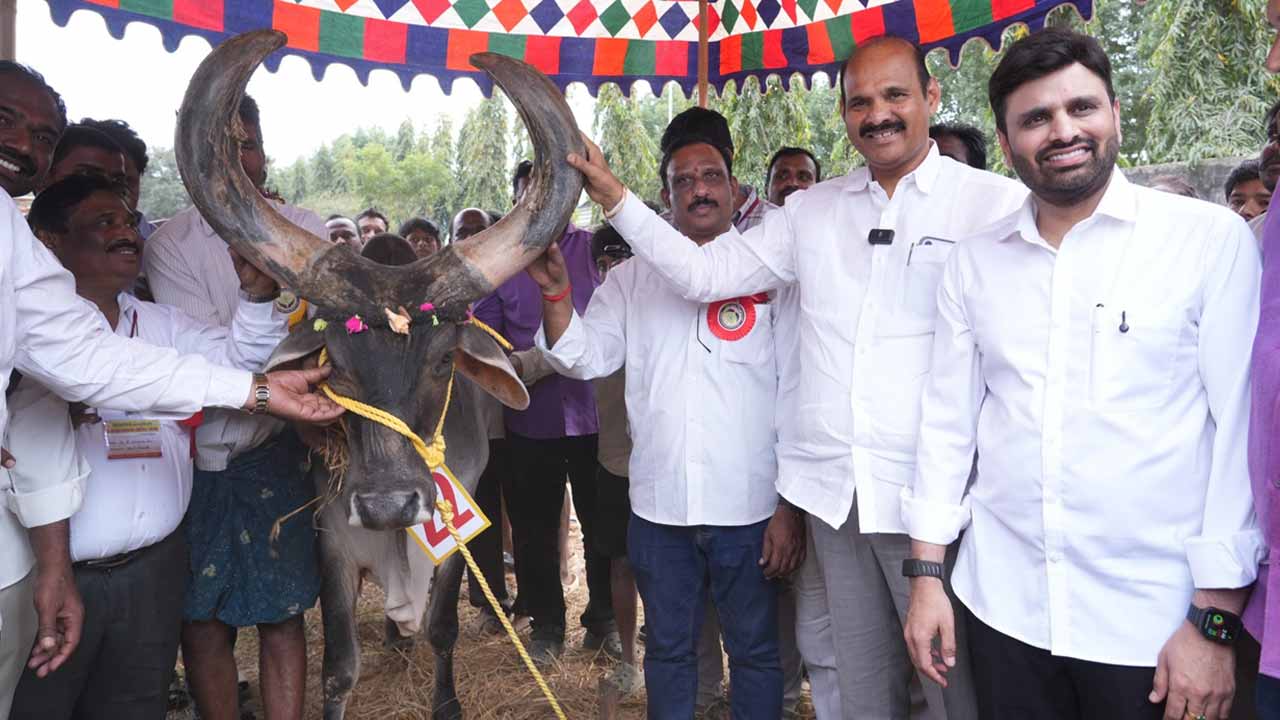 ఆకట్టుకున్న పశువుల అందాల పోటీలు