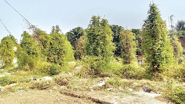 పిచ్చిమొక్కలతో నిండి.. పనులు నిలిచిపోయి