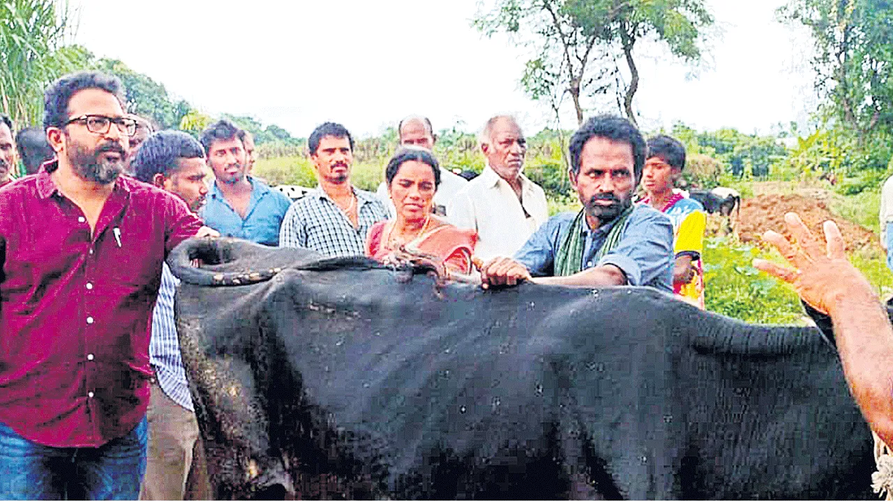 నత్తనడకన లింగ నిర్ధారిత వీర్యం ఇంజక్షన్ల ప్రాజెక్టు పురోగతి