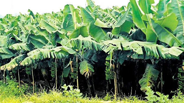 ఉద్యానానికి ఊతం