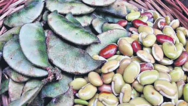 Anapakaya Seeds For Strong Immunity: అనపకాయ షిమ్‌ గింజలు తిందాం...