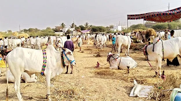    రైతు జాతర..