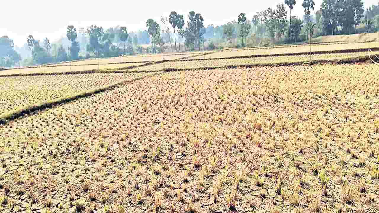 ‘రెవెన్యూ’తో కూటమి నేత కుమ్మక్కు