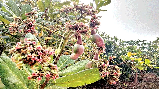    ఈసారీ అంతేనా?