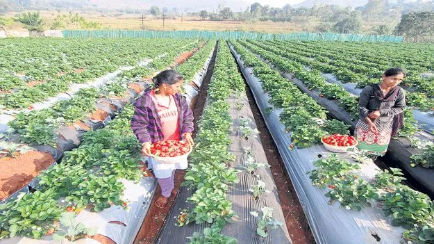 స్ట్రాబెర్రీ దిగుబడులు సూపర్‌