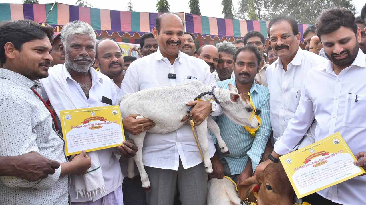 ఆకట్టుకున్న పశువుల అందాల పోటీలు