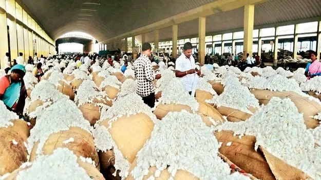 పెరిగిన పత్తి ధరలు