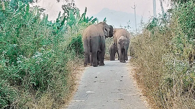 గజరాజుల బీభత్సం