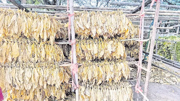  నాణ్యతగా పొగాకు దిగుబడి