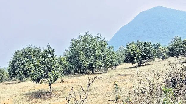 డోజ్కోకు గ్రీన్‌సిగ్నల్‌