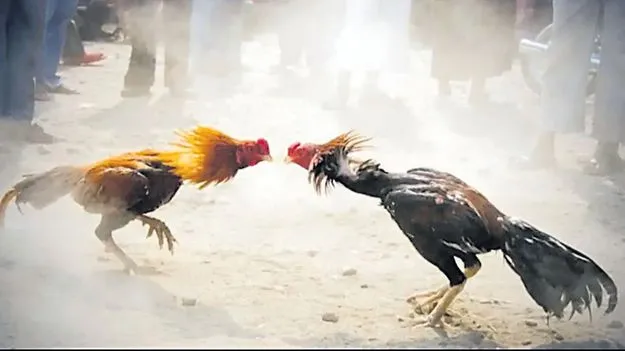 పందేలకు.. సై!