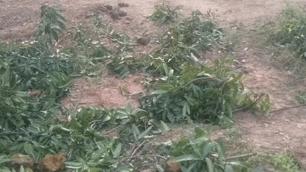 పంటలపై ఆగని ఒంటరి ఏనుగు దాడులు